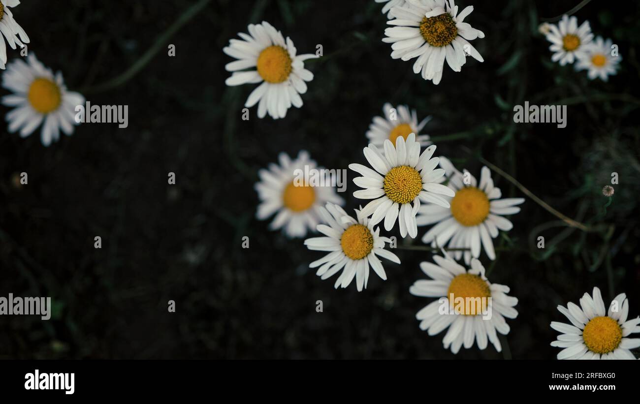 Une photographie de mauvaise humeur d'un champ de daises en oeil de boeuf Banque D'Images