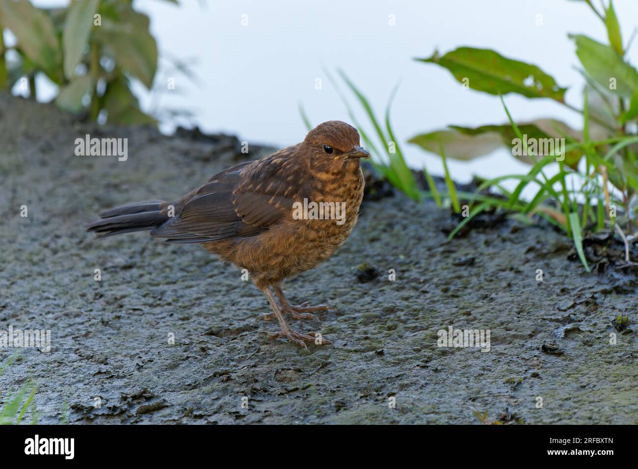 Blackbird-Turdus merula juvénile. Banque D'Images