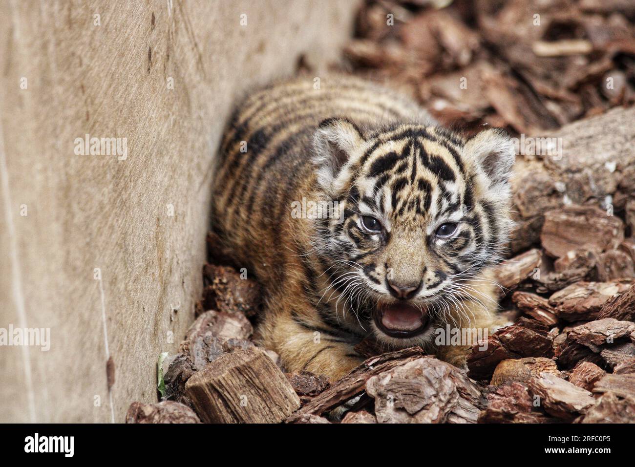 Tigre de Sumatra (Panthera tigris sondaica), ZSL London Zoo, Royaume-Uni Banque D'Images