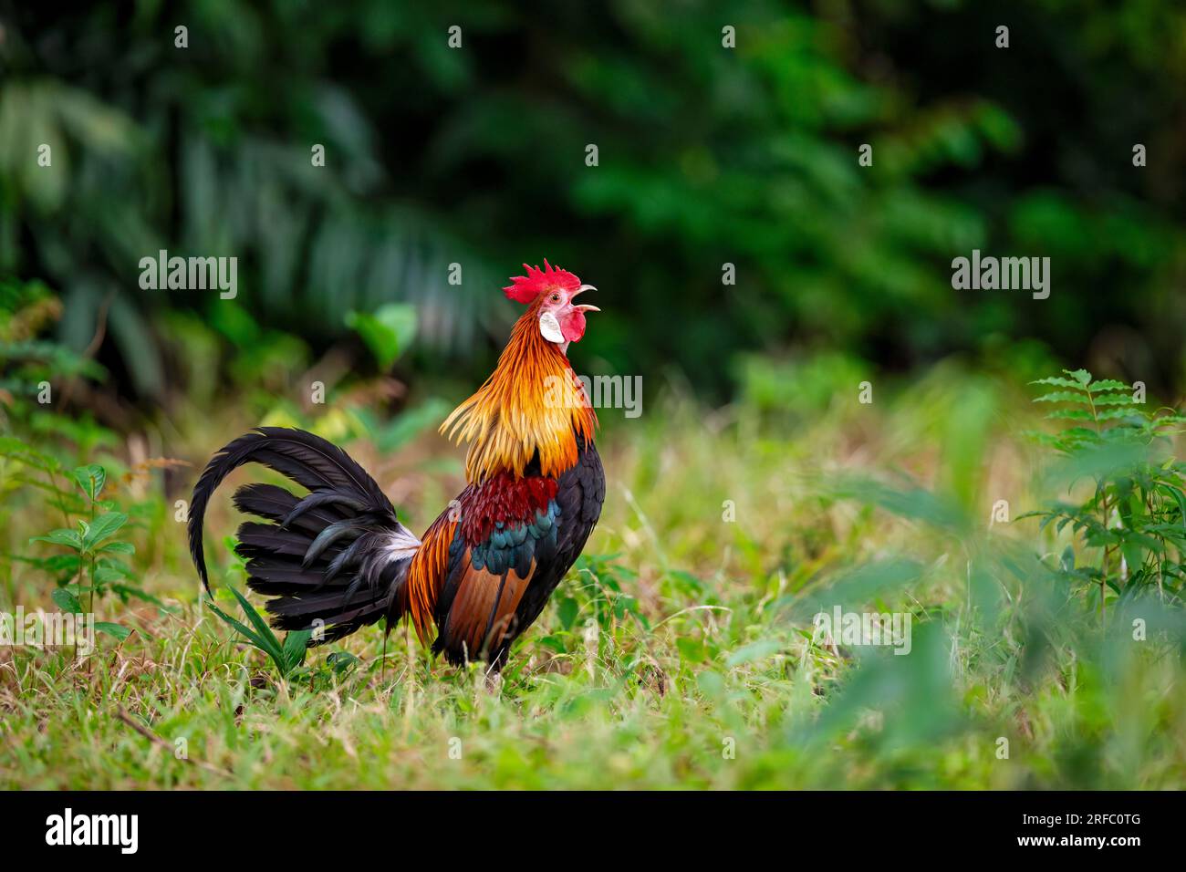 Un coq de poule rouge de la jungle qui croise tout en se nourrissant à la lisière d'une forêt de mangroves, Singapour Banque D'Images