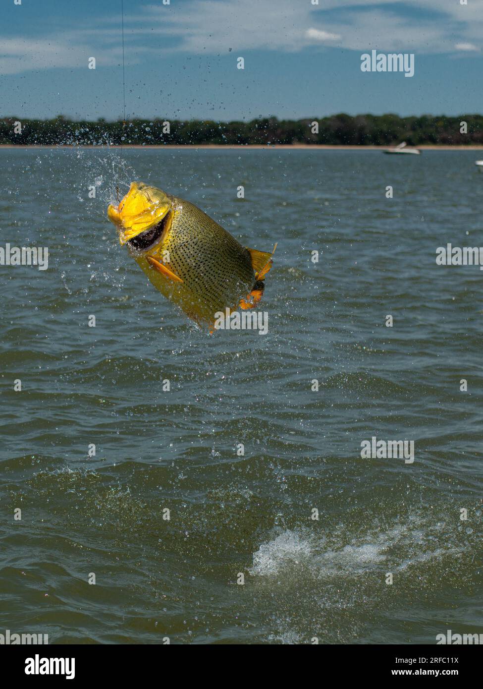 Grand dorado doré (Salminus brasiliensis) sautant de l'eau lors d'une prise un jour de pêche. Banque D'Images