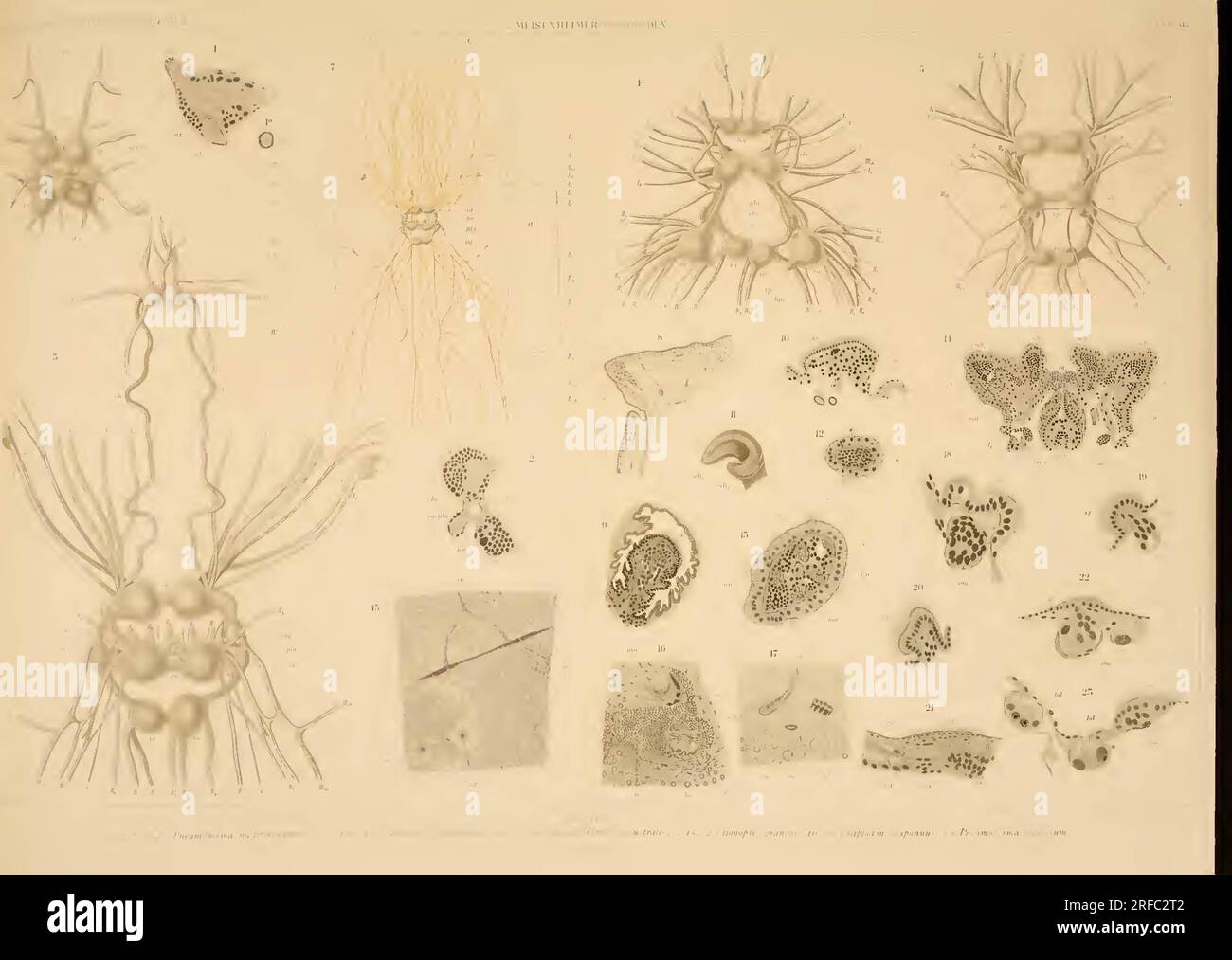 Wissenschaftliche Ergebnisse der Deutschen Tiefsee-Expedition auf dem Dampfer 'Valdivia' 1898-1899 Banque D'Images