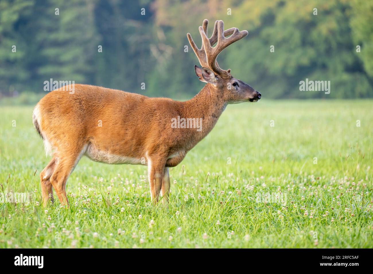 Gros buck de cerf de Virginie avec velours sur ses bois dans le Tennessee Banque D'Images