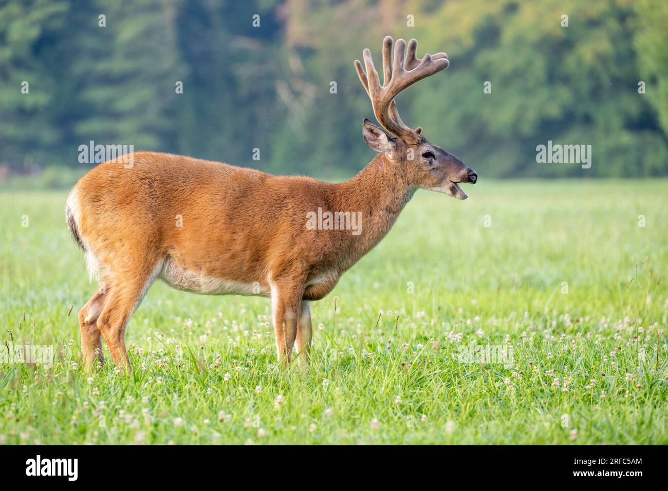 Gros buck de cerf de Virginie avec velours sur ses bois dans le Tennessee Banque D'Images