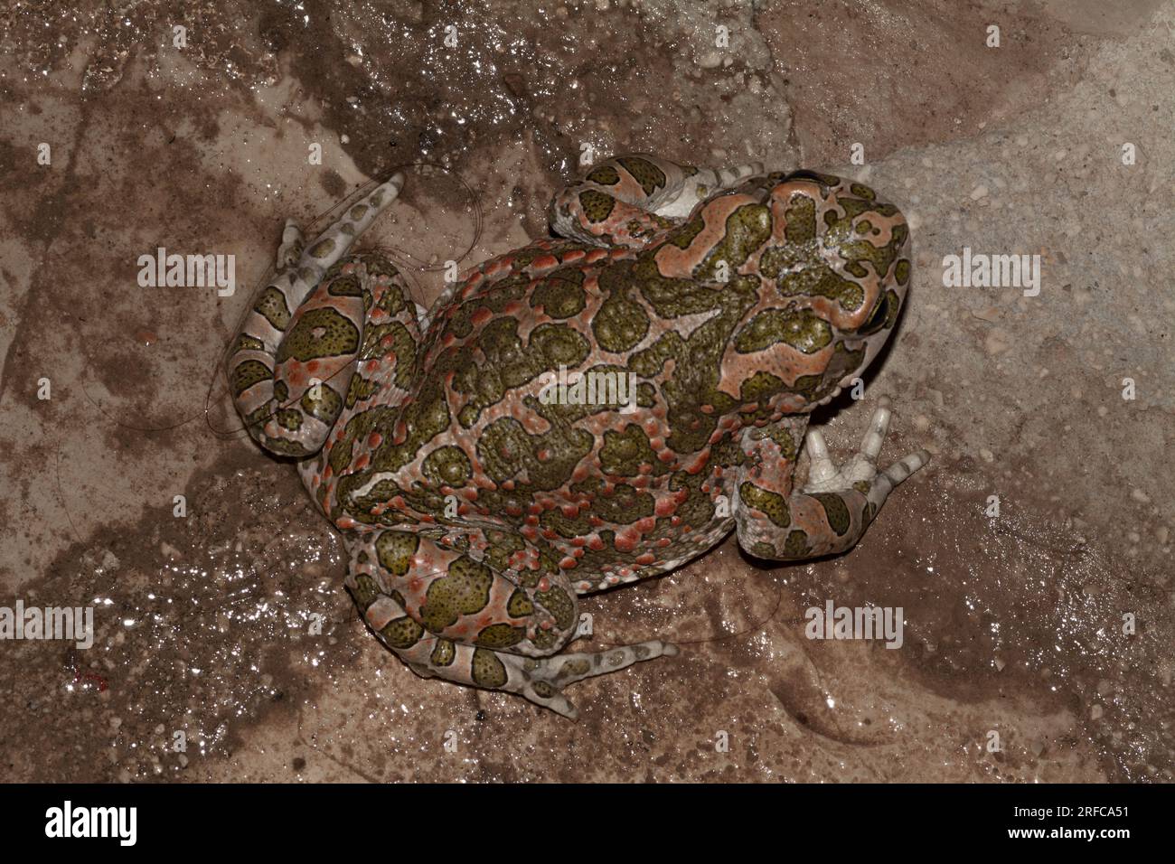 Grenouille crapaud vert européen (Bufotes viridis) Banque D'Images