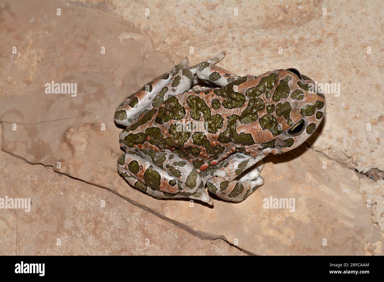 Grenouille crapaud vert européen (Bufotes viridis) Banque D'Images