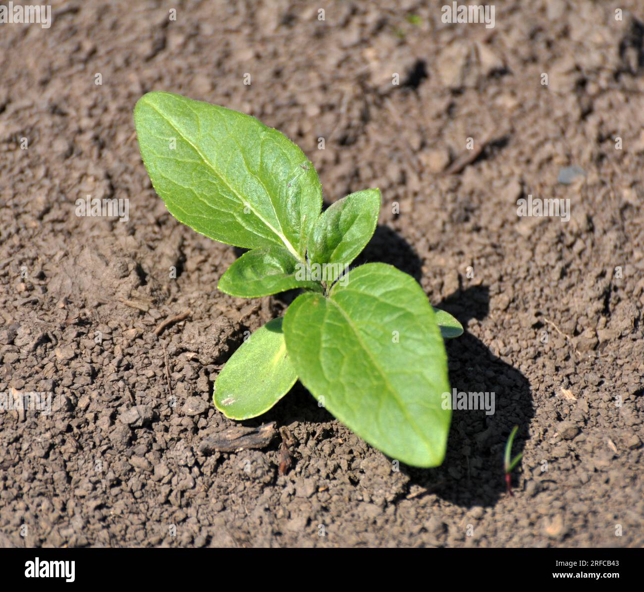 Le jeune tournesol pousse dans un champ de ferme. Banque D'Images