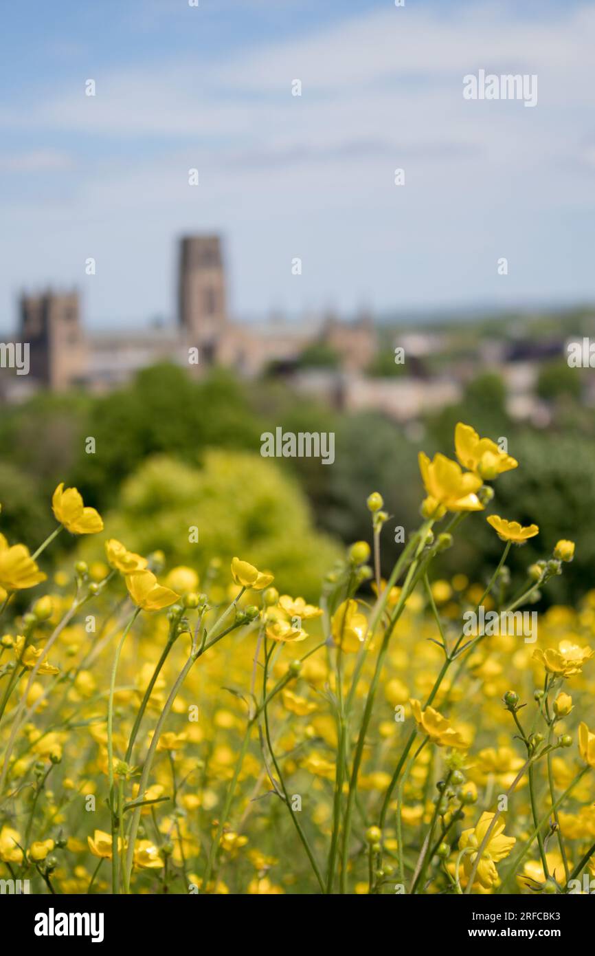 Cathédrale de Durham regardant à travers des buttercups jaunes sur Observatory Hill Banque D'Images