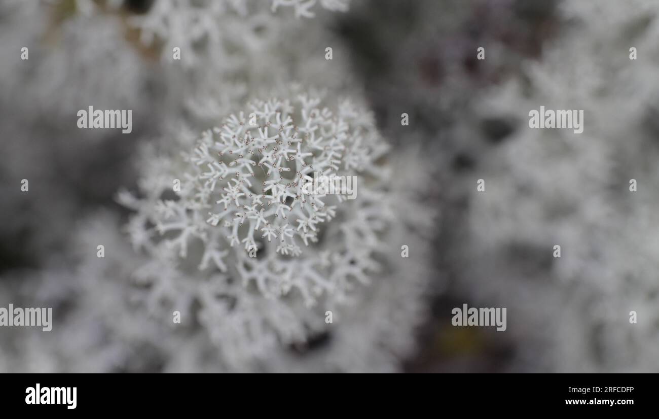 Couvrir les lichens, la mousse de renne. Plantes de toundra de montagne (feuilles, tiges, fleurs, gousse de graines). Mer blanche. Macro, mise au point sélective Banque D'Images