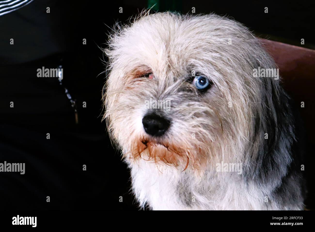 CHIEN LE PLUS PRÉTENTIEUX ET EFFRAYANT Banque D'Images