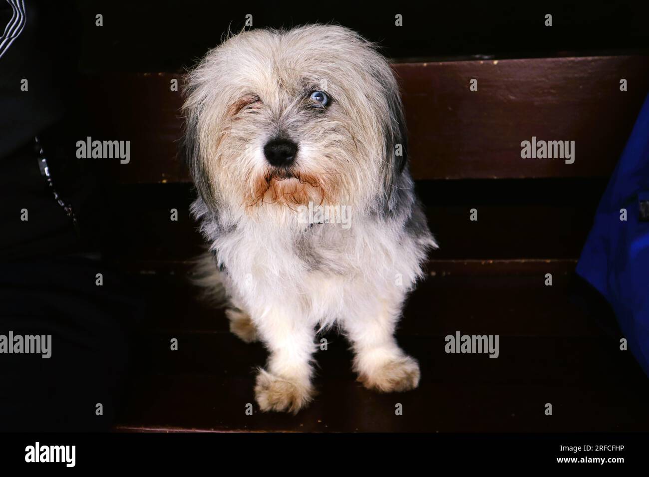 CHIEN LE PLUS PRÉTENTIEUX ET EFFRAYANT Banque D'Images