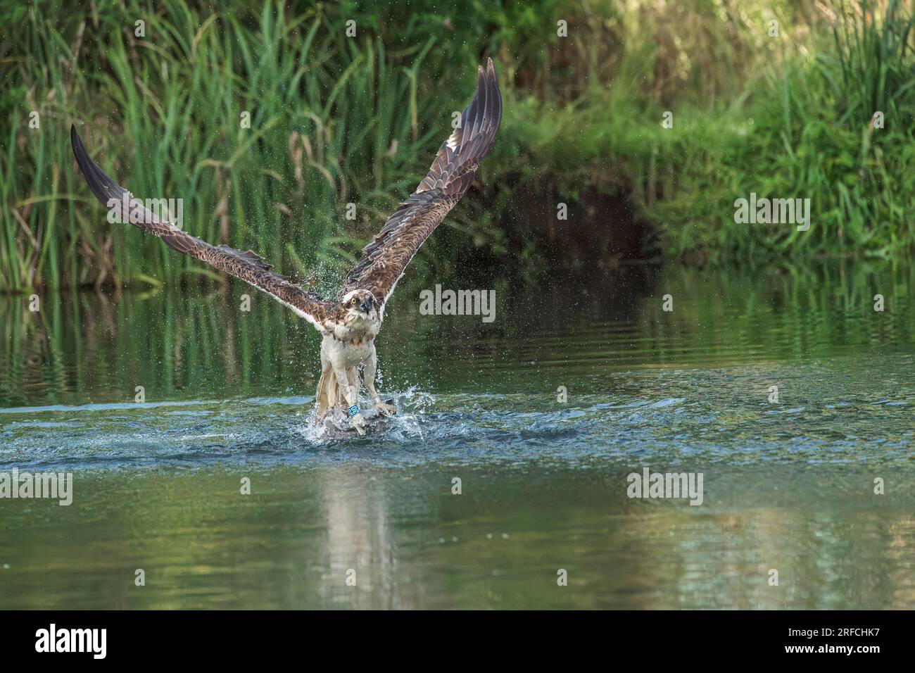 Osprey de l'Ouest, Pandion haliaetus, oiseau adulte seul décollant de l'eau avec des poissons en talons, Angleterre, Royaume-Uni Banque D'Images