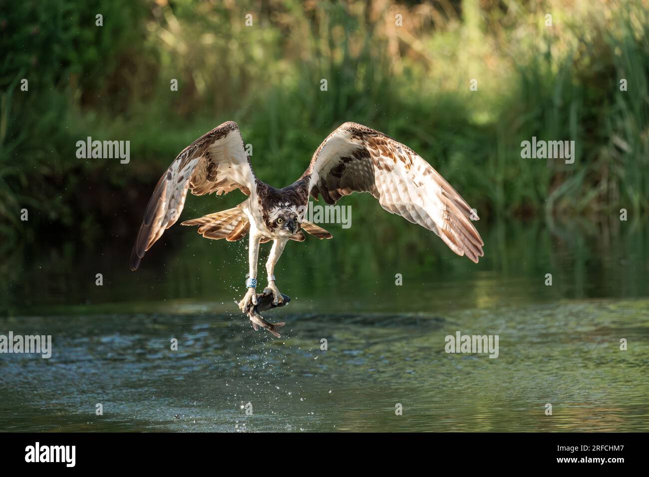 Osprey de l'Ouest, Pandion haliaetus, oiseau adulte seul décollant de l'eau avec des poissons en talons, Angleterre, Royaume-Uni Banque D'Images