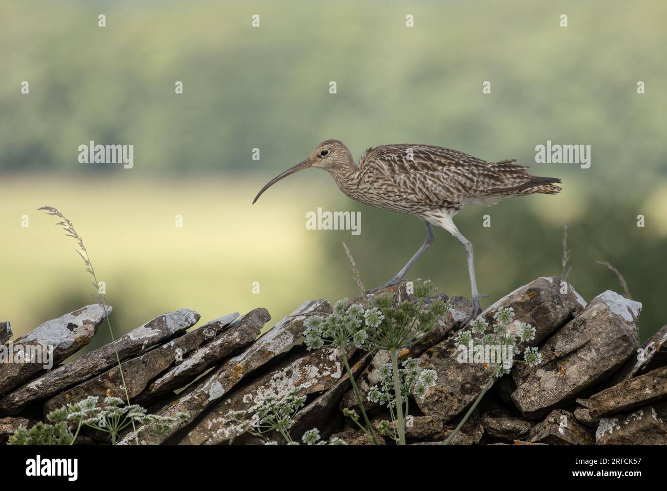 Curlew, Nom scientifique : Numenius arquata. Gros plan d'un courlis adulte marchant à travers un mur de pierres sèches en été avec des herbes et du persil de vache. Surfaçage Banque D'Images