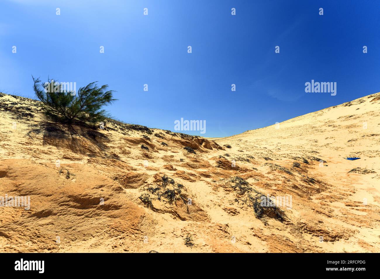 Plantes poussant sur les dunes de sable blanc de Mui ne, Vietnam Banque D'Images