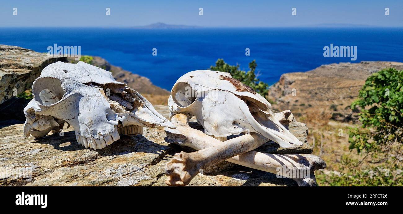 Têtes de crâne de mouton, île d'Andros, Grèce, Europe du Sud Banque D'Images