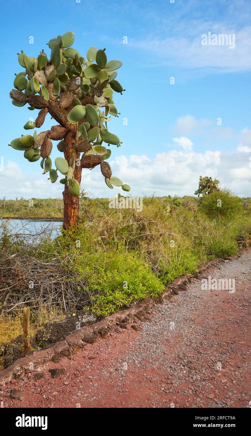 Cactus géant de Barbarie (Opuntia galapageia) sur l'île de Santa Cruz, parc national des Galapagos, Équateur. Banque D'Images