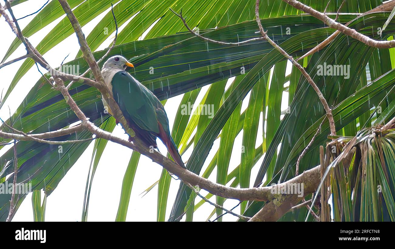 Colombe fruitière d'Oberholser (Ptilinopus gularis), oiseau endémique de Sulawesi, Indonésie Banque D'Images