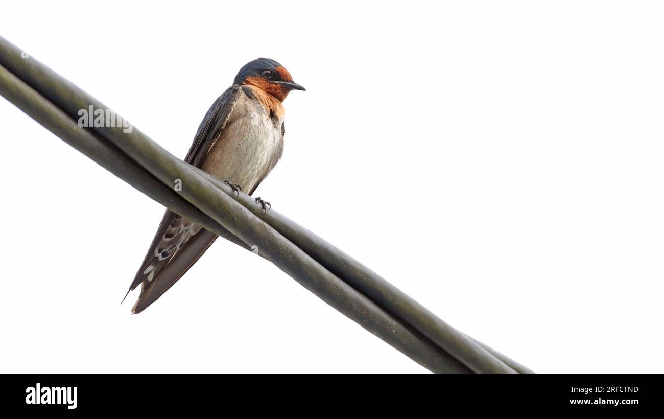 Hirondelle du Pacifique (Hirundo tahitica) sur un câblage, Sulawesi, Indonésie Banque D'Images
