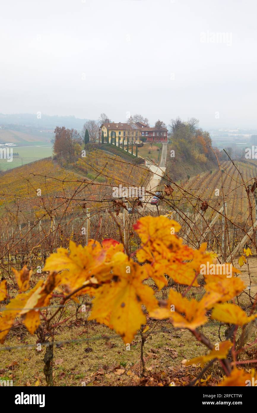 Paysage automnal de la région des Langhe avec ses vignes caractéristiques, Pidmont, Italie Banque D'Images