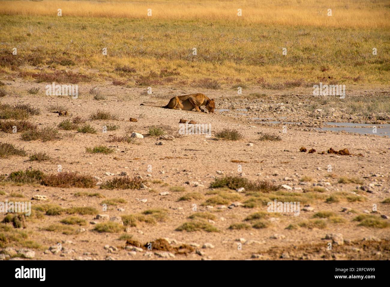 Lionnes au trou d'eau de Salvadora, parc national d'Etosha, Namibie Banque D'Images