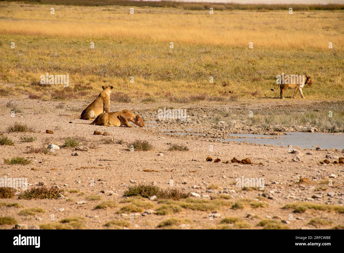 Lionnes au trou d'eau de Salvadora, parc national d'Etosha, Namibie Banque D'Images