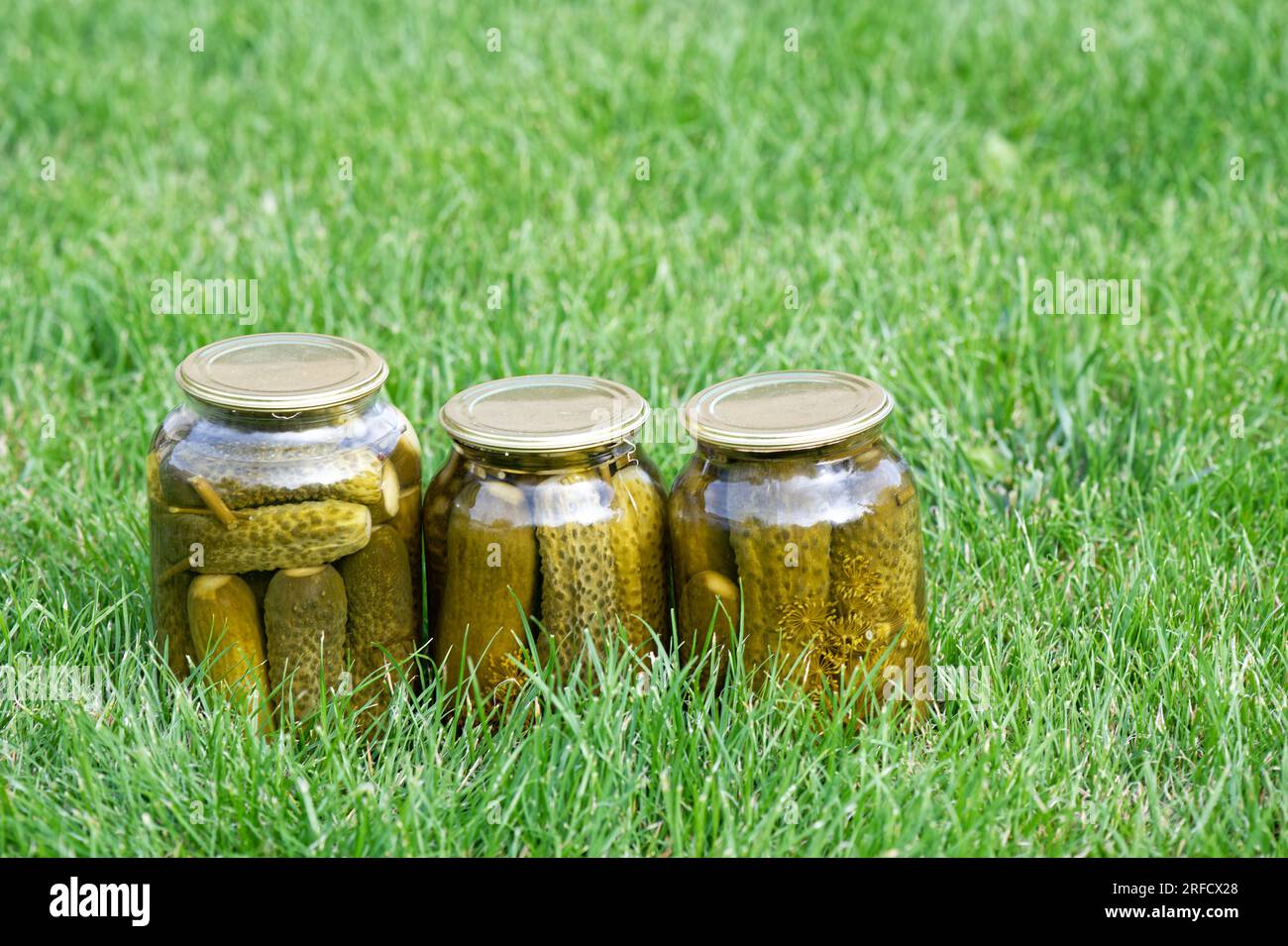 Concombres marinés en conserve dans des bocaux en verre recouverts de couvercles sur une prairie d'herbe verte. Nourriture maison. Banque D'Images