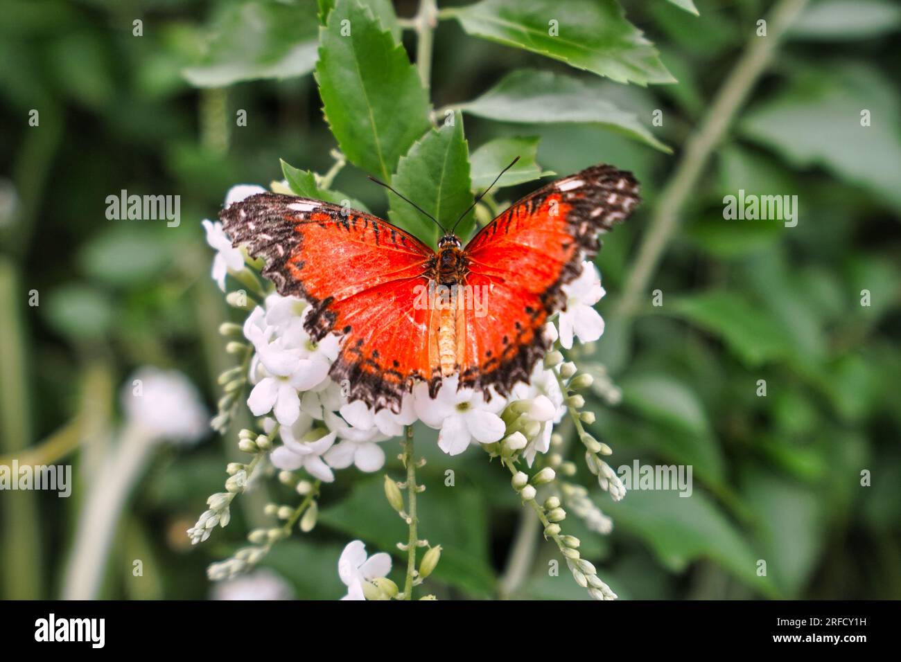 Brossez le papillon aux pieds assis sur une fleur. Banque D'Images