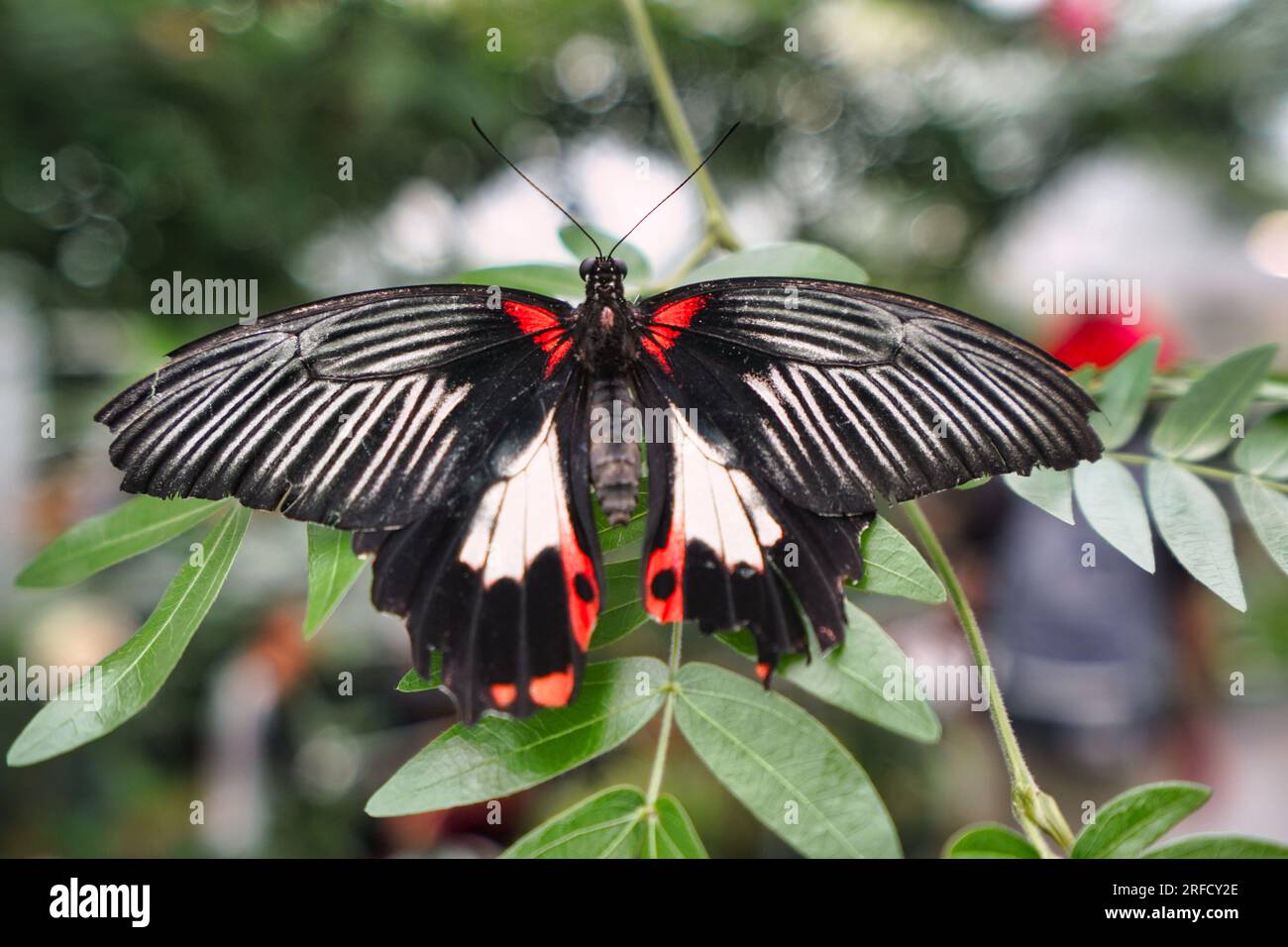 Grand papillon mormon à queue d'aronde originaire d'Asie. Banque D'Images