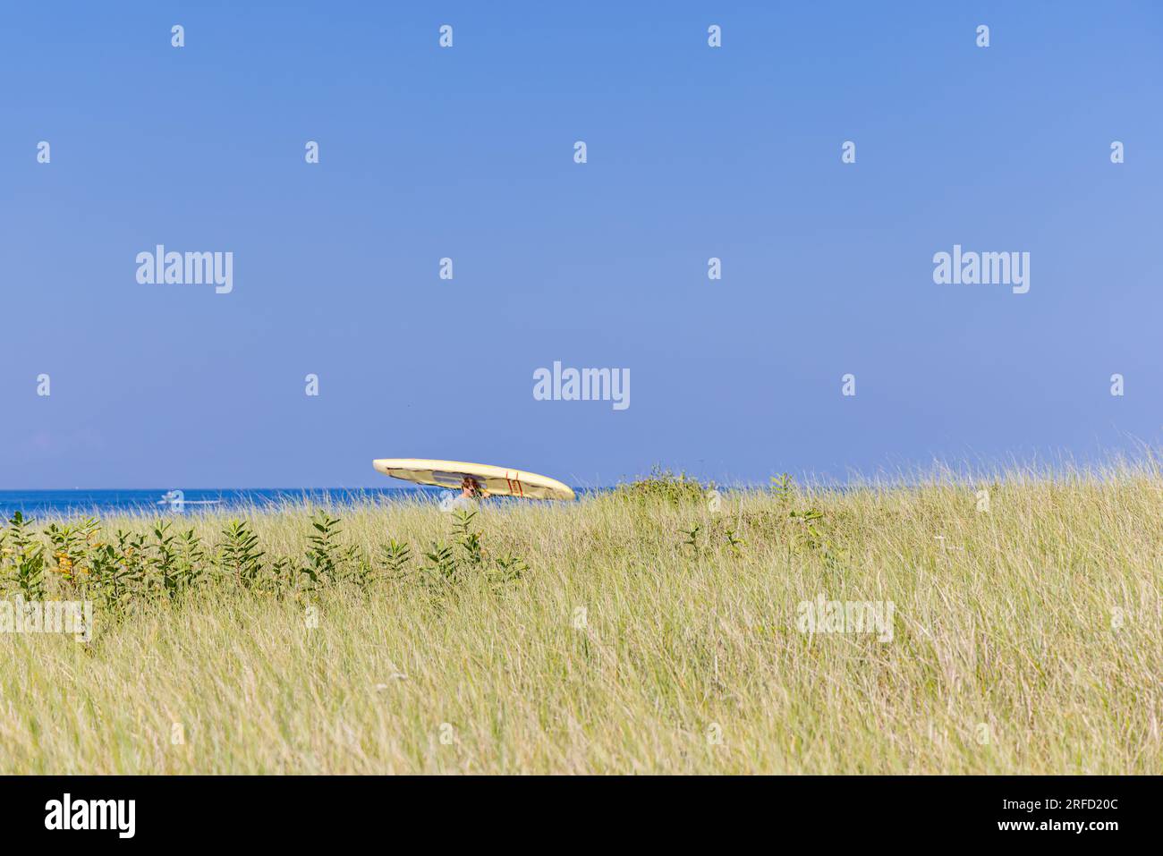 homme portant une planche de surf jaune dans un vaste paysage d'herbe de plage à montauk Banque D'Images