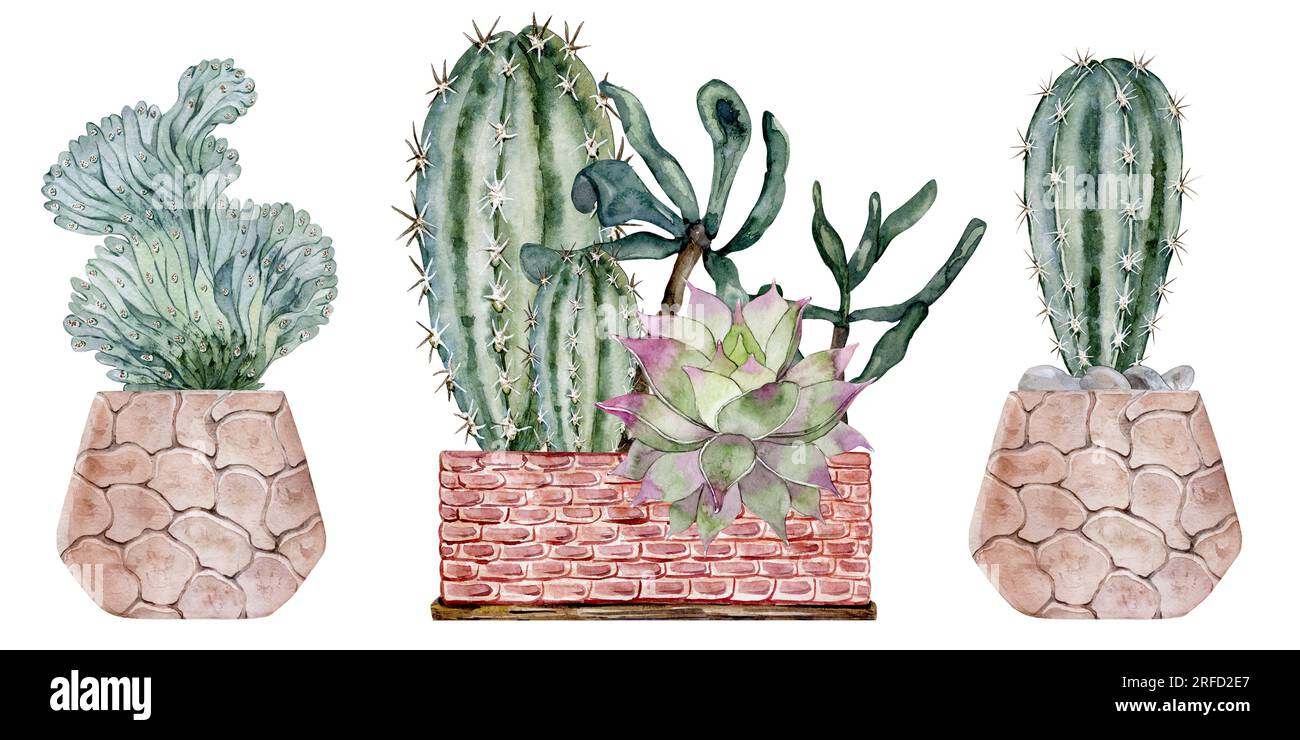 Ensemble de cactus et succulentes dans des pots en argile. Plantes d'intérieur. Illustration à l'aquarelle. Banque D'Images