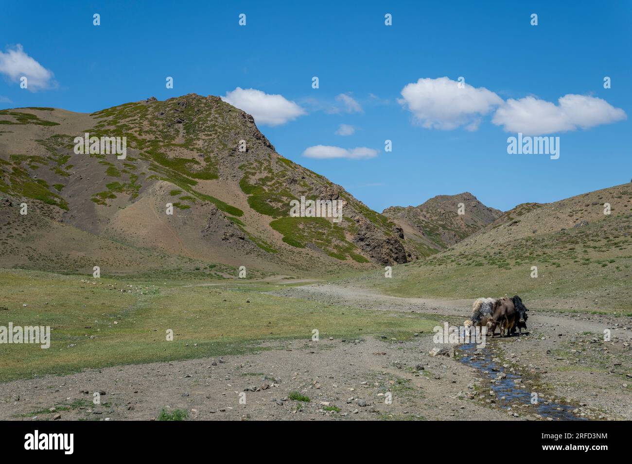 Des yaks boivent dans une crique dans le Yolyn Am (parc national Gurvan Saikhan), une gorge profonde et étroite dans les montagnes Gurvan Saikhan près de Dalanzadgad In Banque D'Images