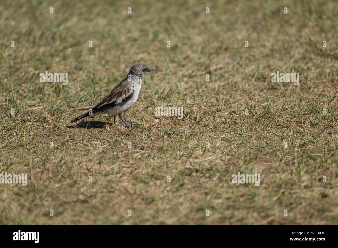 Un nappin à ailes blanches (Montifringilla nivalis) dans le Yolyn Am (Parc National Gurvan Saikhan), une gorge profonde et étroite dans la Mounta Gurvan Saikhan Banque D'Images