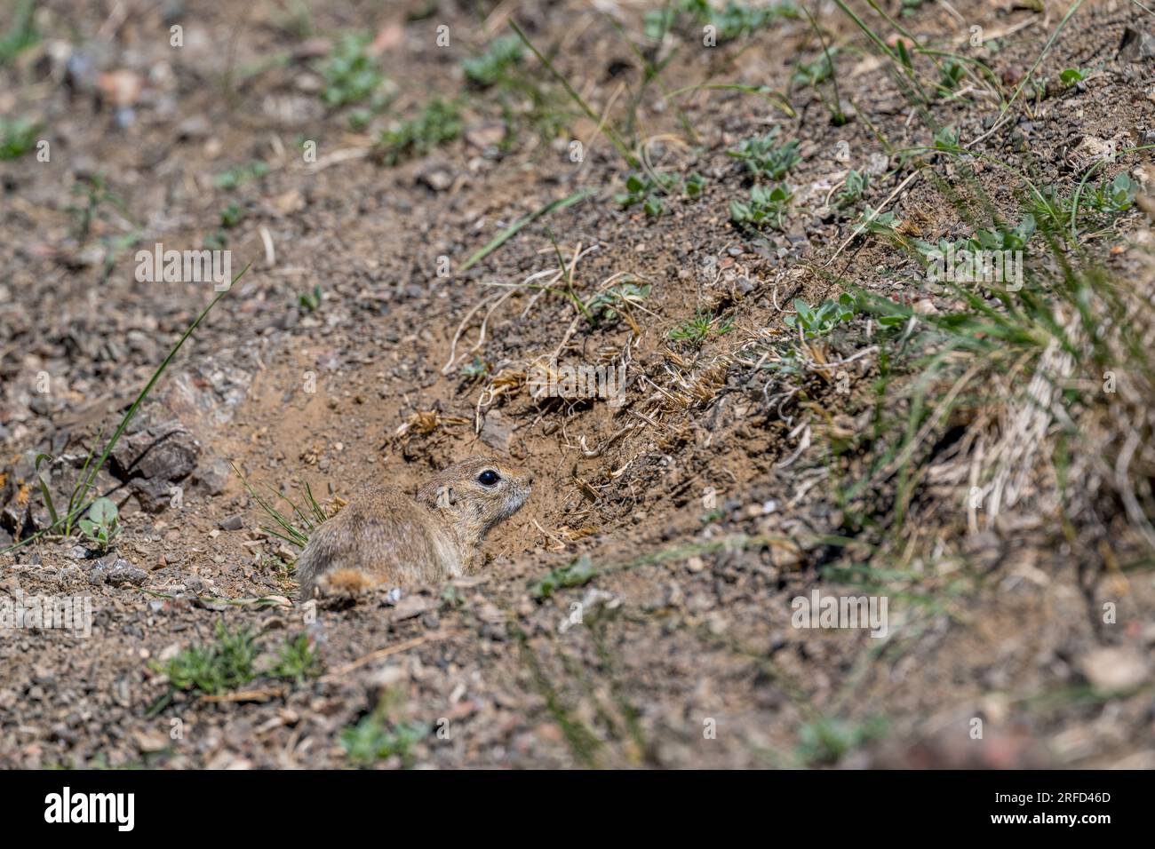 Un écureuil à longue queue ou souslik d'Eversmann (Urocitellus undulatus) dans le Yolyn Am (Gurvan Saikhan National Park), une gorge profonde et étroite Banque D'Images