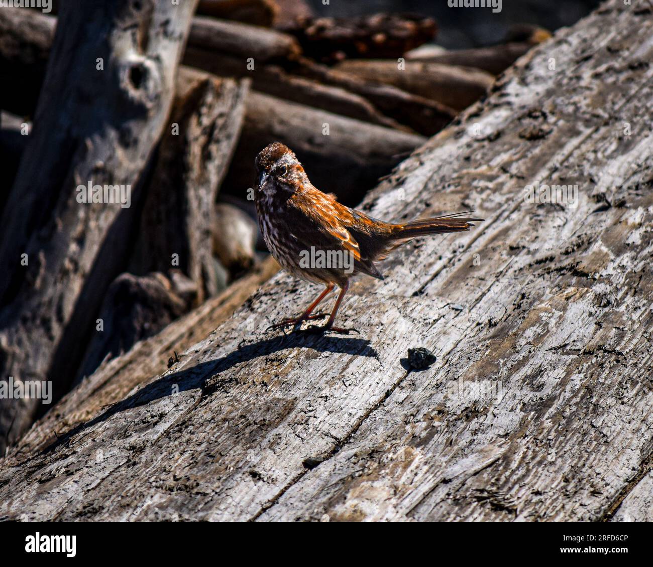 Un Song Sparrow repose sur une bûche de plage Banque D'Images