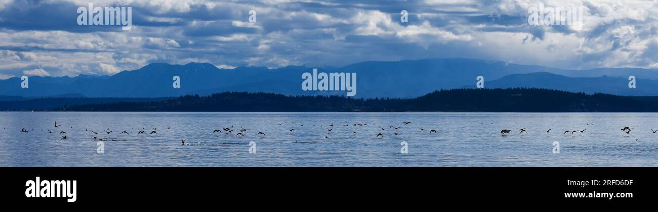 Les surfeurs commencent à voler à travers le Puget Sound Banque D'Images