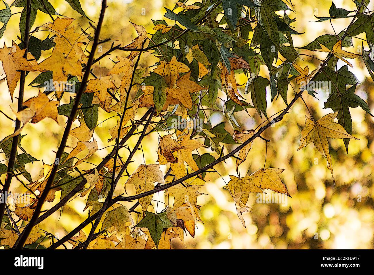 Feuilles d’automne Banque D'Images