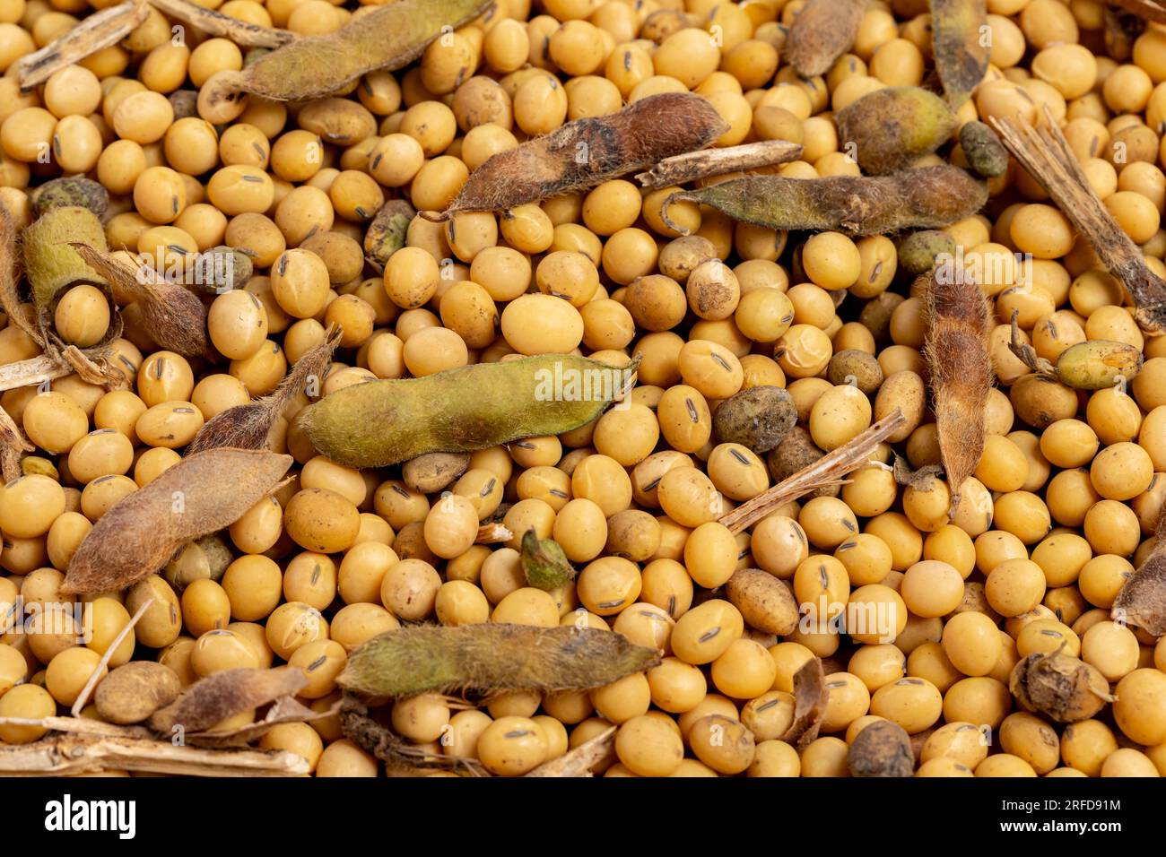 Soja sale avec des gousses vertes et des tiges de soja. Inspection des semences de grains, agriculture et concept de marché agricole. Banque D'Images