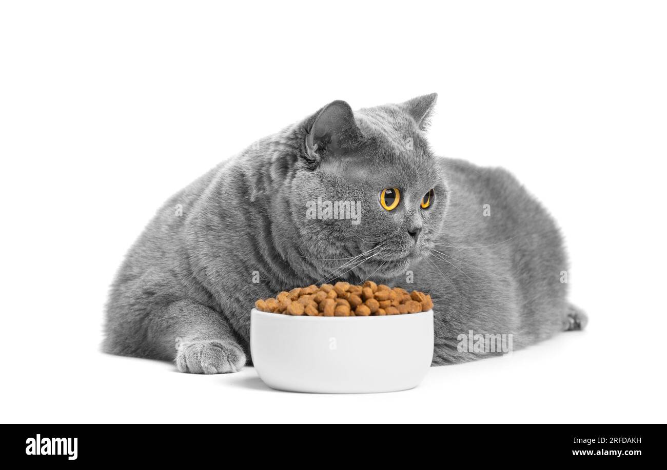 Un gros chat britannique mange de la nourriture pour chat dans un bol sur un fond blanc. Obésité, chats en surpoids. Régime alimentaire, nourriture pour animaux de compagnie. Banque D'Images