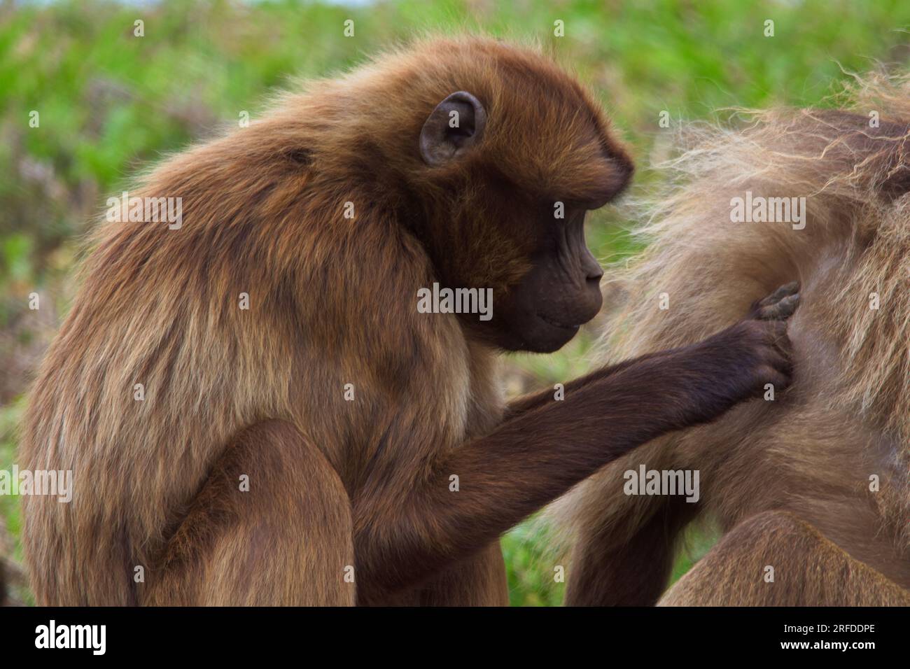Babouin féminin toilettant son compagnon mâle alpha dominant dans le soleil d'été. Banque D'Images
