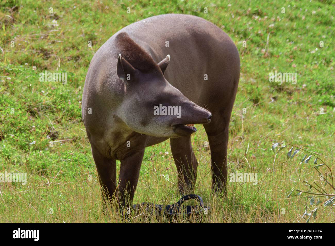 Tapir gris mignon à la recherche de nourriture sur une banque herbeuse sous le soleil d'été. Banque D'Images