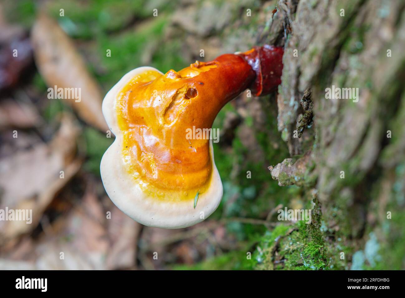 Woodland champignon champignon fond naturel mousse vert copie textures d'espace Banque D'Images