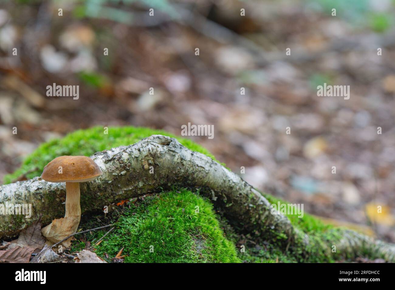 Woodland champignon champignon fond naturel mousse vert copie textures d'espace Banque D'Images