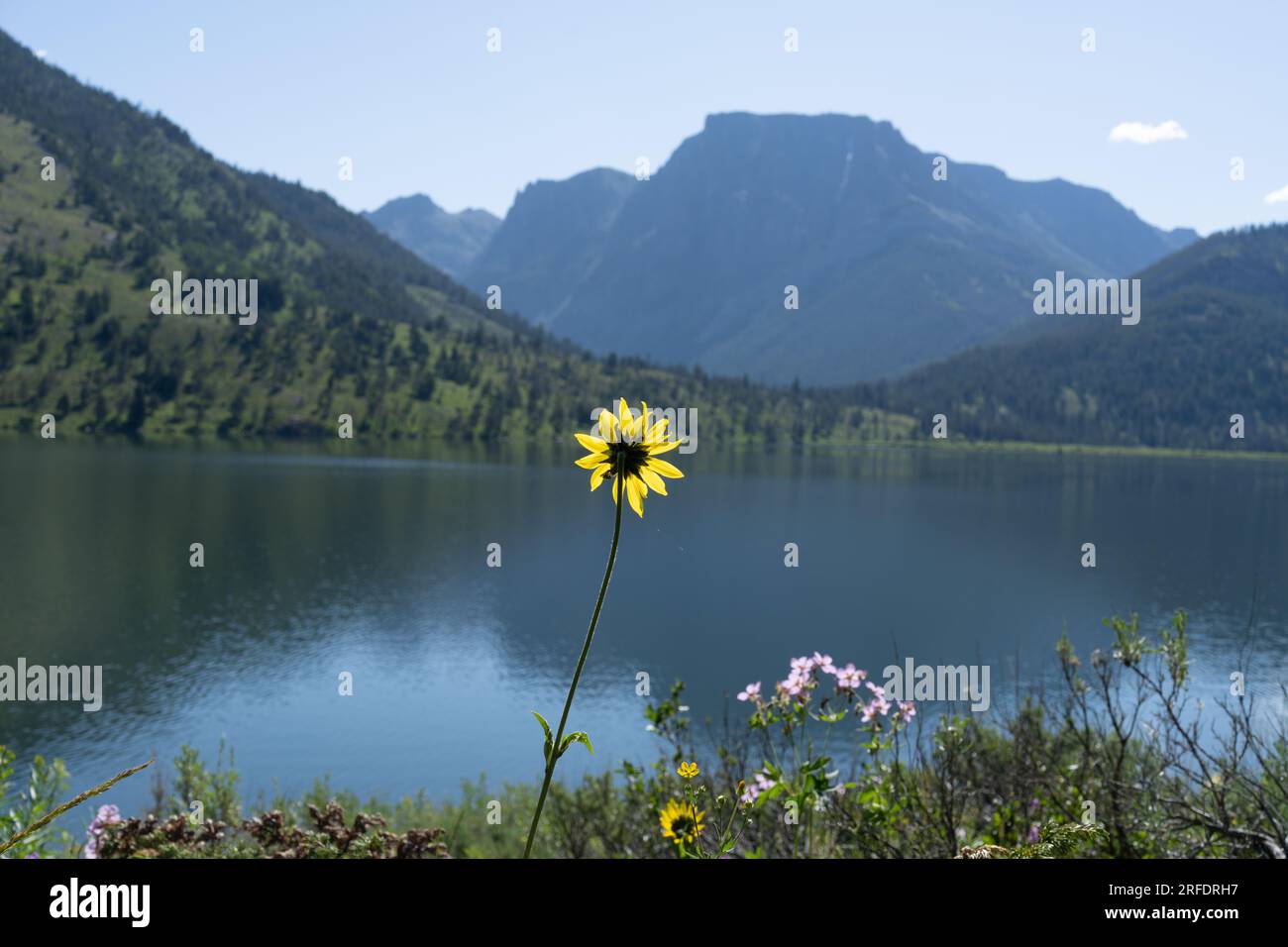 Fleur de griffes de hibou et lac Green River avec Flattop Mountain en arrière-plan, lac Green River, chaîne Wind River, nature sauvage de Bridger, Wyoming Banque D'Images
