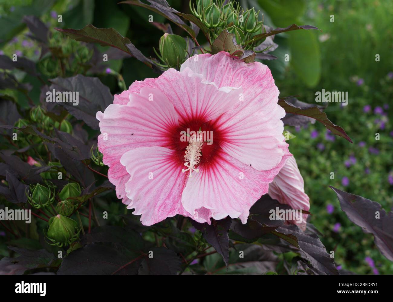 Rose Mallow Hibiscus 'Starry Starry Night' en pleine floraison en été Banque D'Images