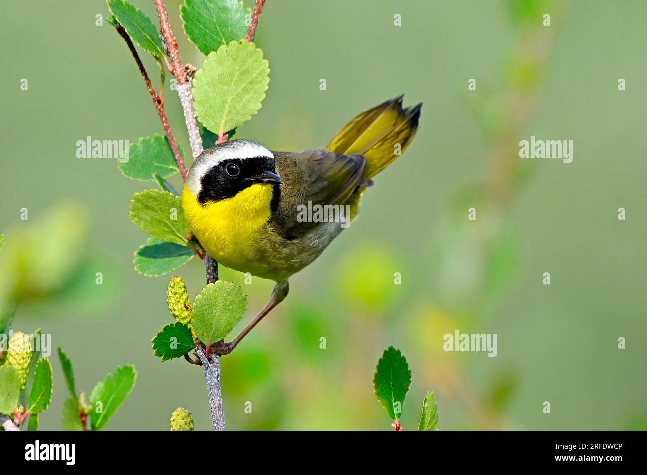 Un mâle commun de Paruline à gorge jaune 'Geothlypis trichas', chassant des insectes pour nourrir ses poussins affamés dans son habitat boisé Banque D'Images