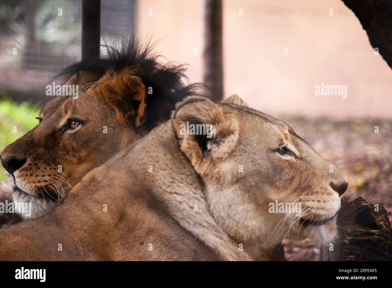 Étant plus petites et plus légères que les hommes, les lionnes sont plus agiles et plus rapides. Pendant la chasse, les femelles plus petites chassent la proie vers le centre du hun Banque D'Images