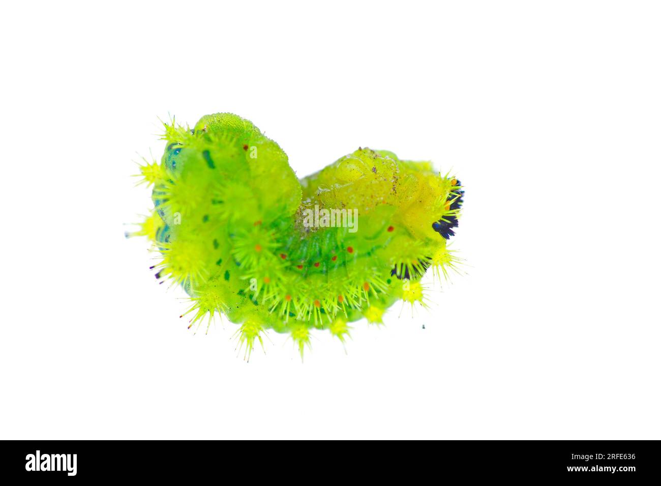 Larves de mites dans le fond blanc Banque D'Images