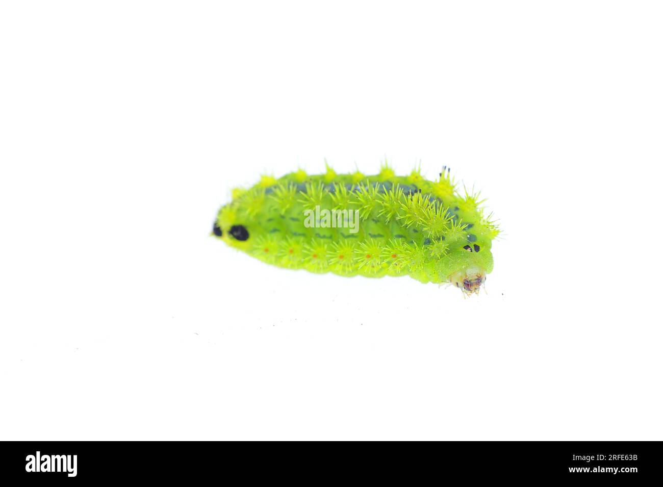 Larves de mites dans le fond blanc Banque D'Images