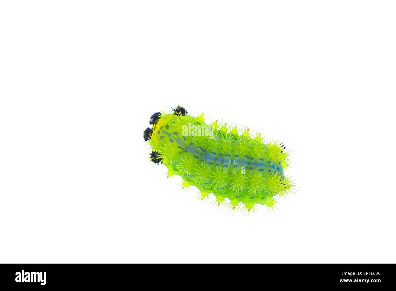 Larves de mites dans le fond blanc Banque D'Images